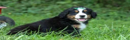 Bernese Mountain Dog dogs for sale: SCOUT - Ad 5