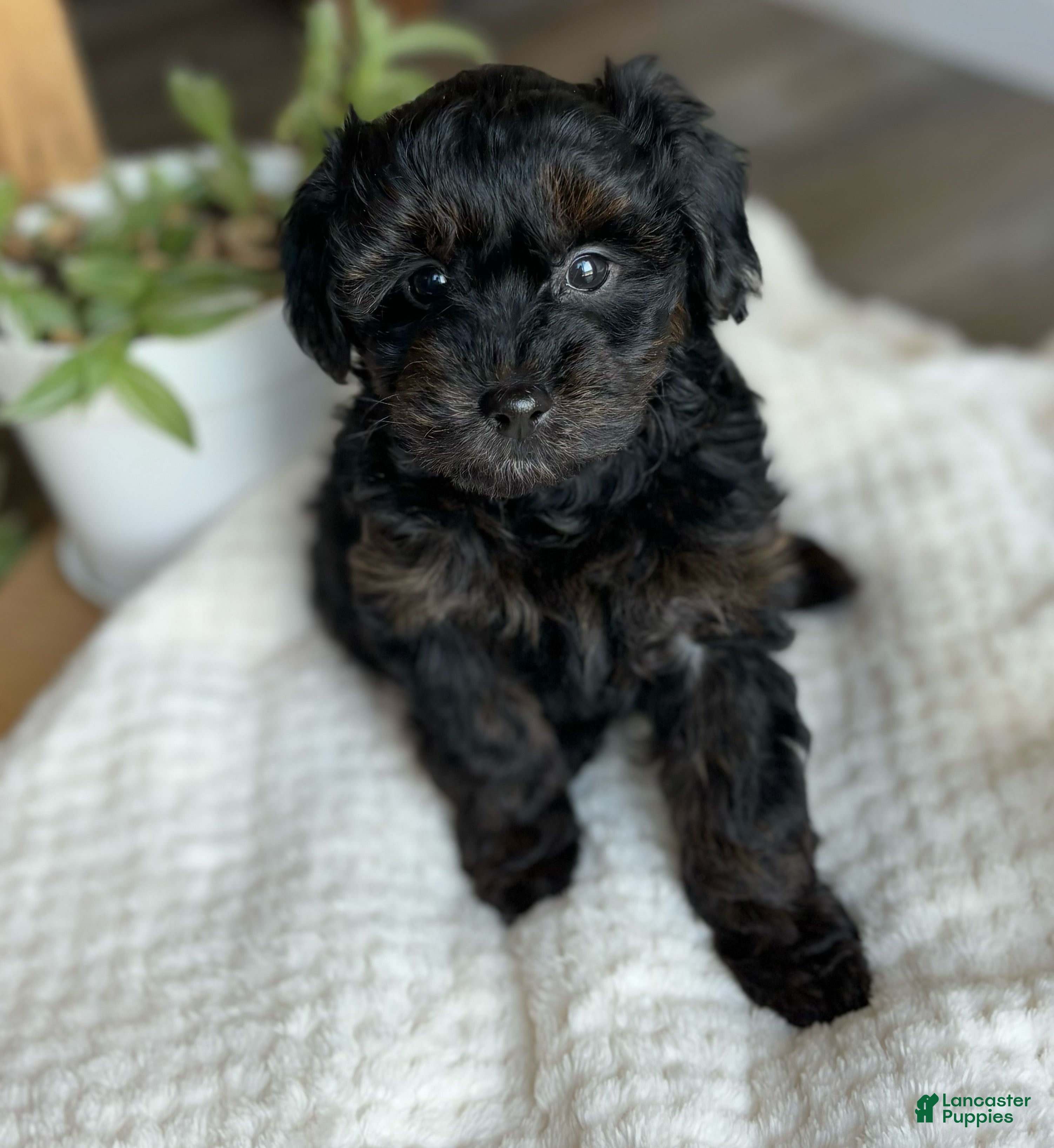 Mixed Breed dogs Jewel - Ad 1