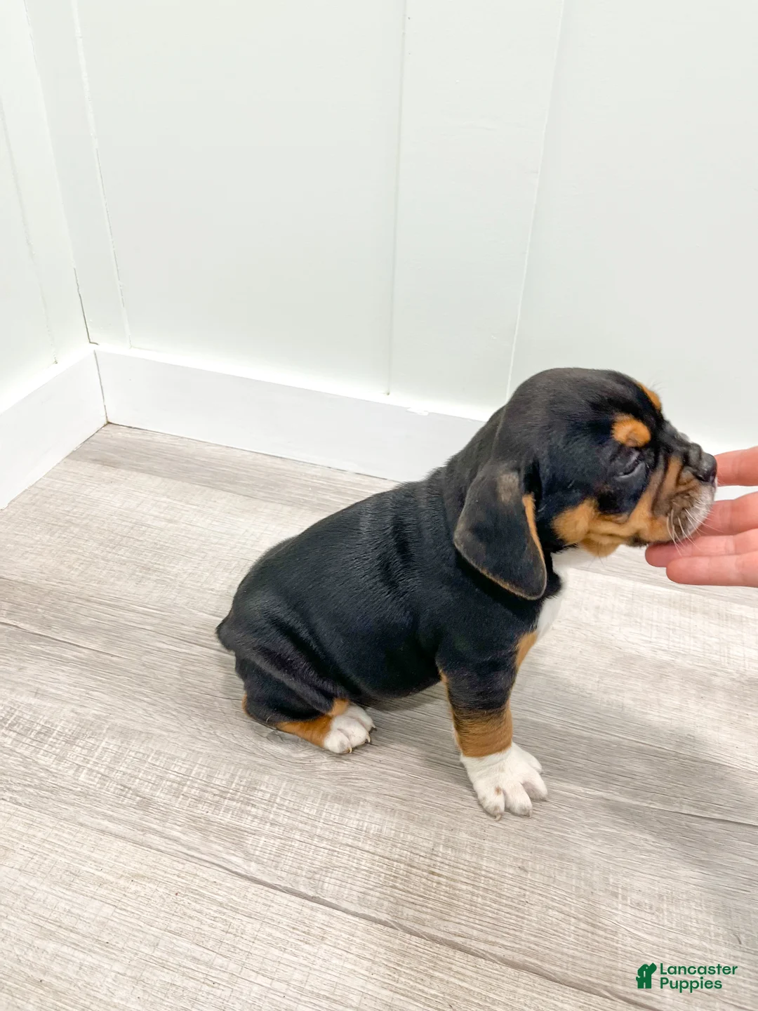 Mixed Breed dogs for sale: Grady - Ad 9