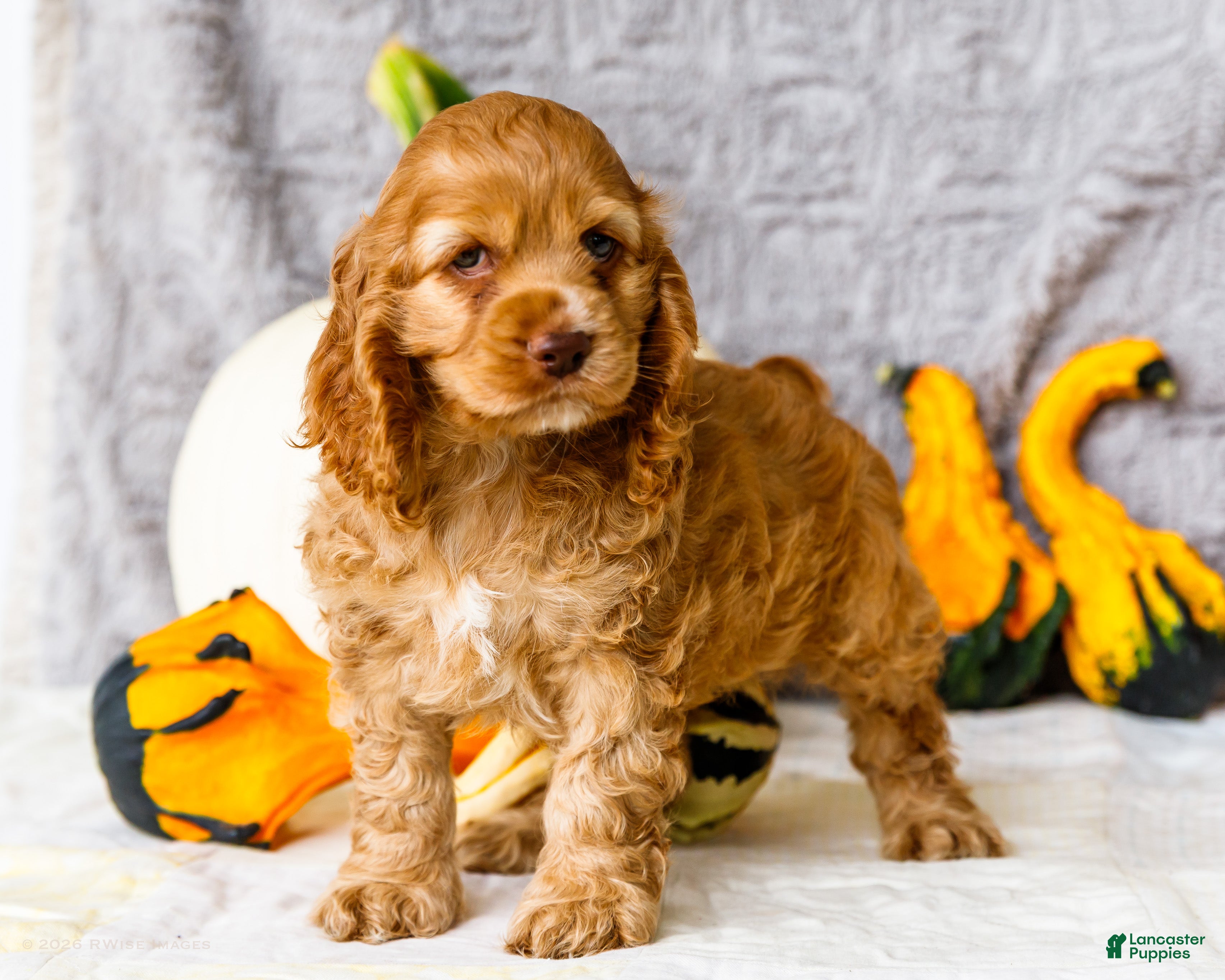 Cocker Spaniel dogs Penelope - Ad 1