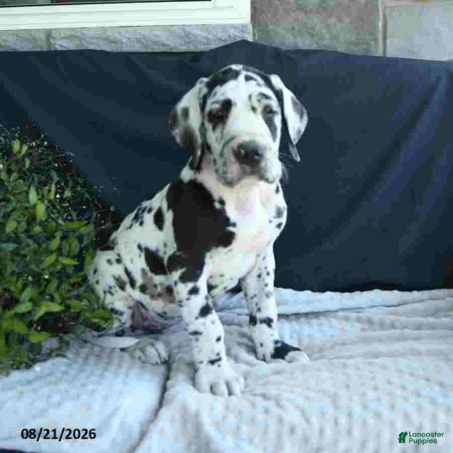 Great Dane dogs Easton - Ad 2
