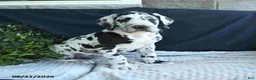 Great Dane dogs for sale: Easton - Ad 7