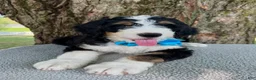 Bernedoodle dogs for sale: George  - Ad 6
