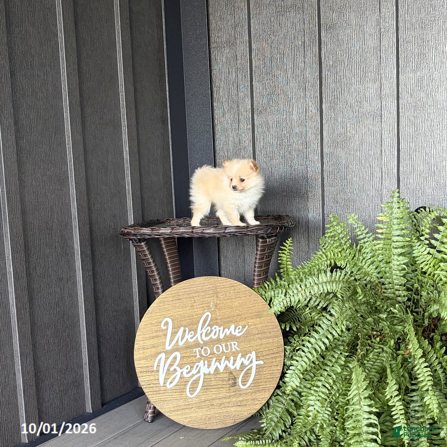 Simon (Pomeranian, Male) in Rebersburg, PA