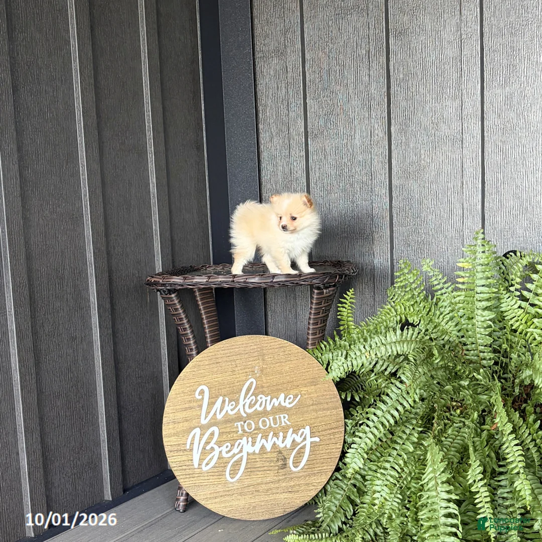 Pomeranian dogs for sale: Simon - Ad 1