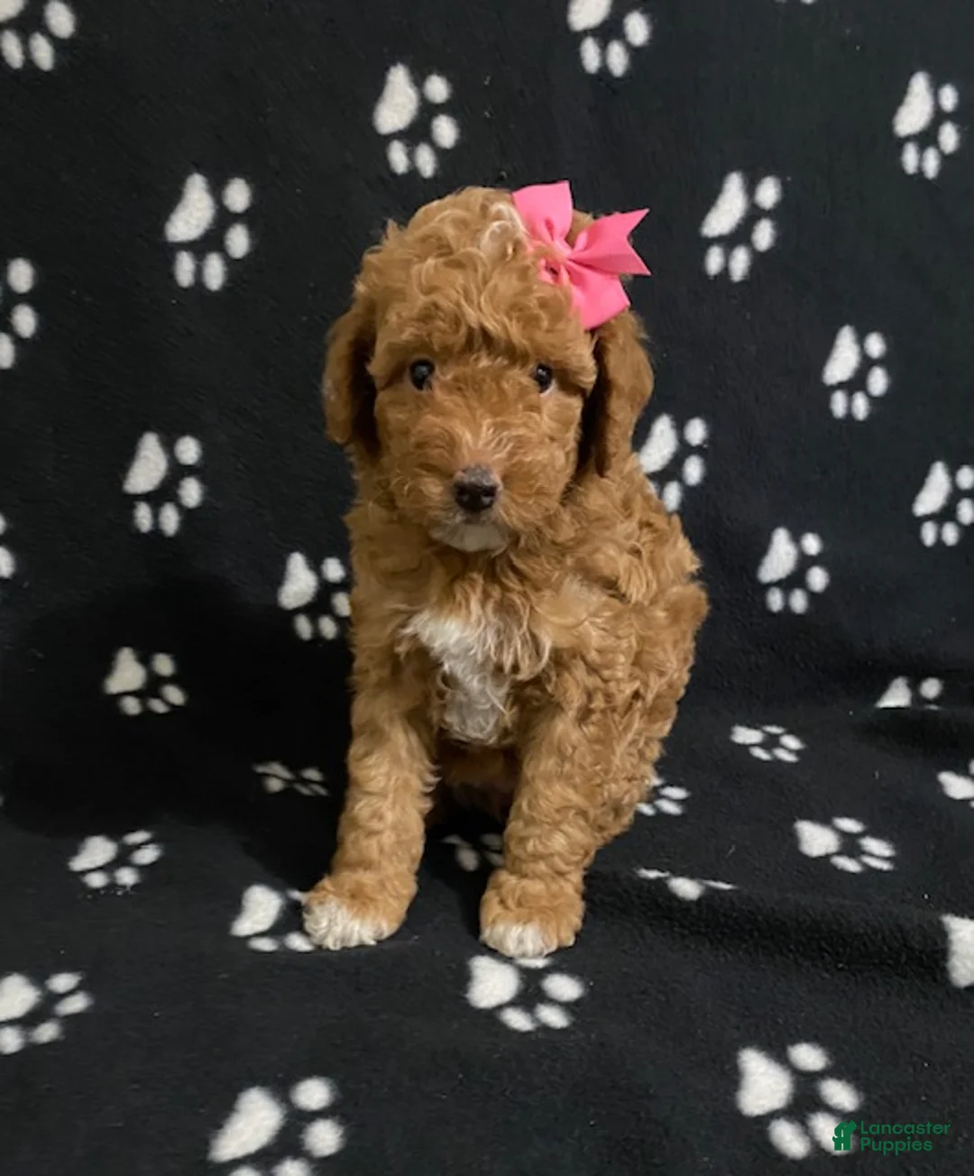 Miniature Poodle dogs for sale: Beauty-medium size - Ad 4