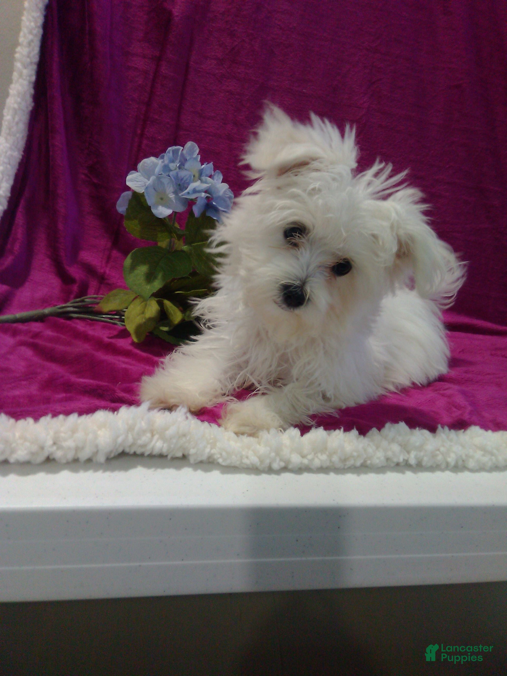 Maltese dogs Ollie - Ad 1
