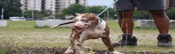 American Bully dogs for sale: Iris - Ad 16