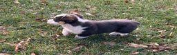 Welsh Corgi Pembroke dogs for sale: Banner - Ad 10