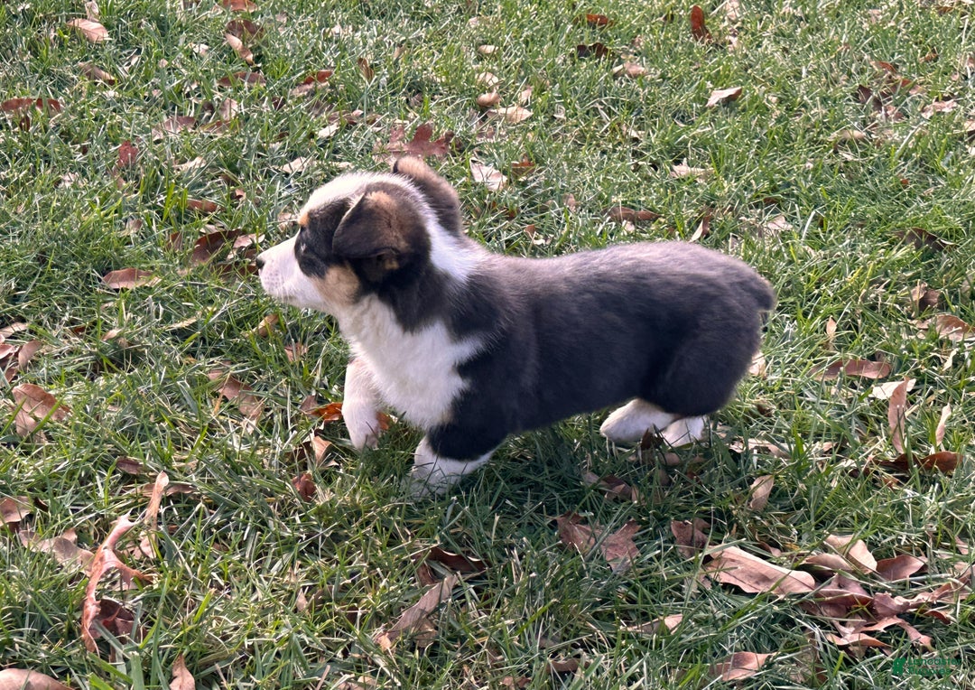 Welsh Corgi Pembroke dogs for sale: Banner - Ad 10