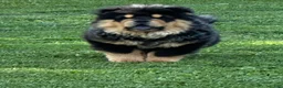 Chow Chow dogs for sale: Teddy  - Ad 2