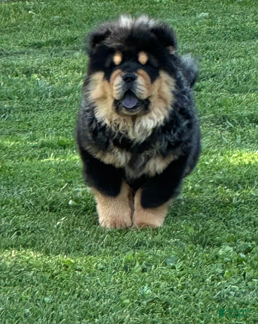 Chow Chow dogs for sale: Teddy  - Ad 2