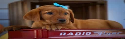 Labrador Retriever dogs for sale: NELSON - Ad 13