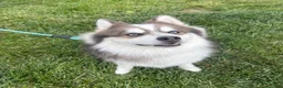 Pomsky dogs for sale: Pomsky Puppy 1 - Ad 4