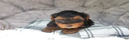 Yorkshire Terrier dogs for sale: Mia  - Ad 6