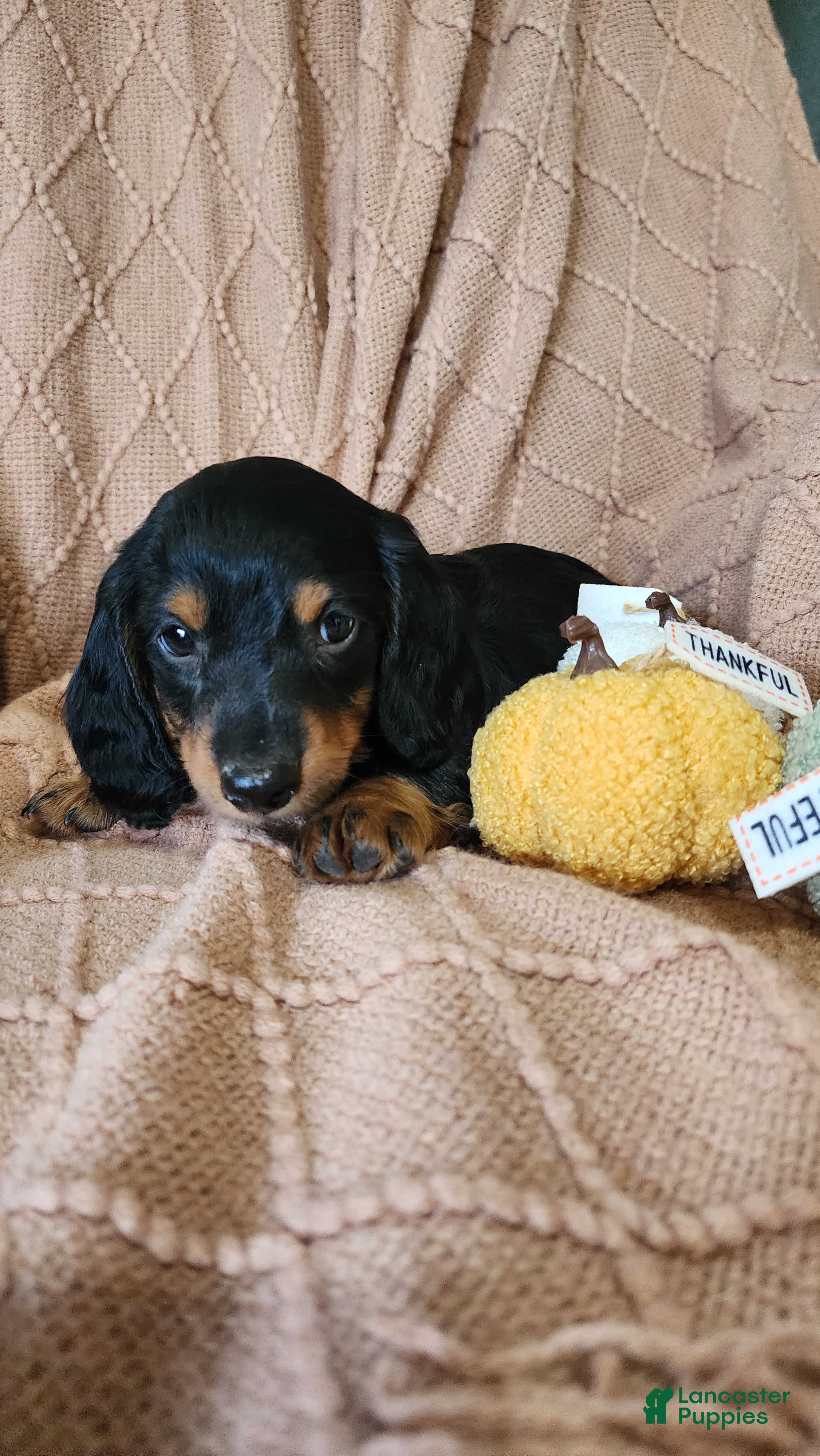 Dachshund dogs Tucker - Ad 1