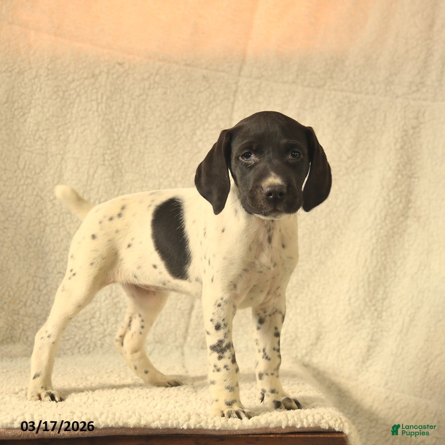 German Shorthaired Pointer dogs Molly  - Ad 2