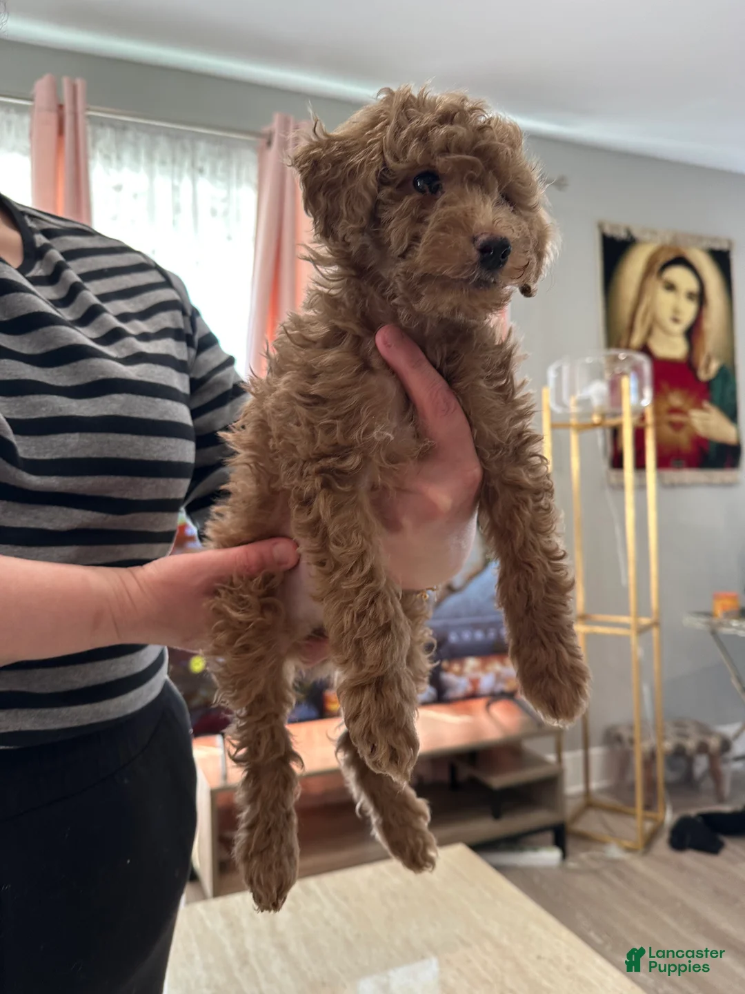 Mini Goldendoodle dogs for sale: Mini Goldendoodle Puppy 2 - Ad 1