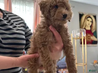 Mini Goldendoodle dogs for sale: Mini Goldendoodle Puppy 2 - Ad 2