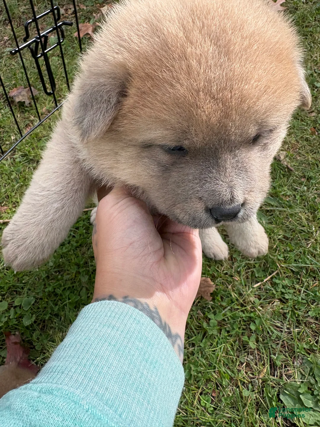 Mixed Breed dogs for sale: Goldie - Ad 2