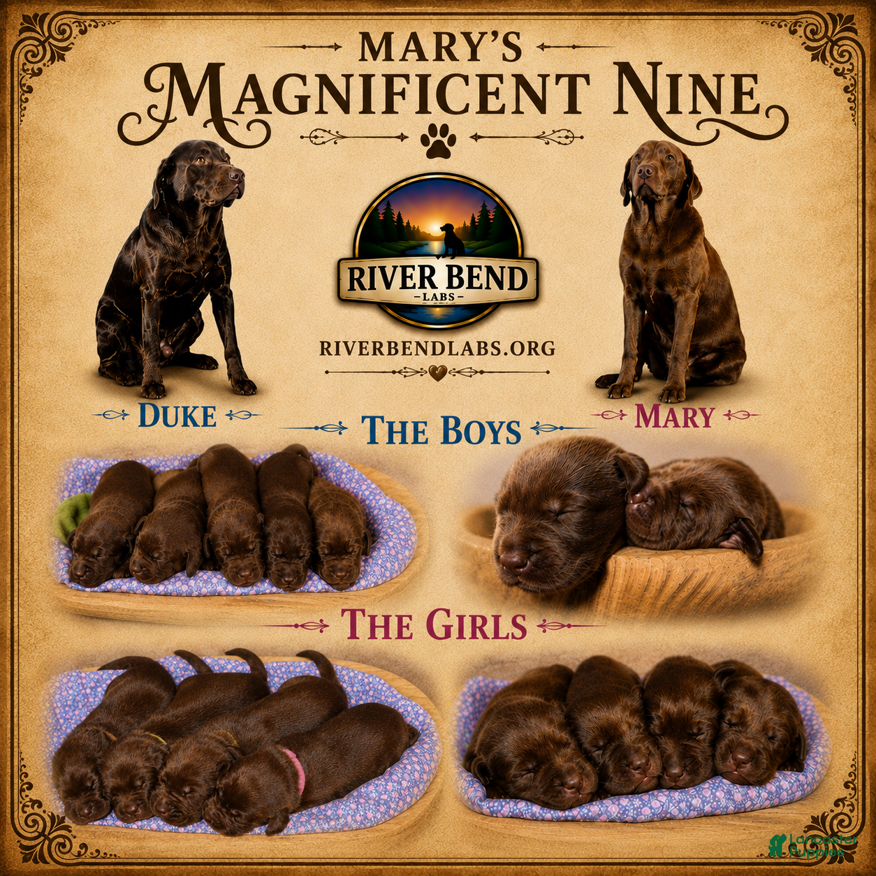 Labrador Retriever dogs Mr. Green - Ad 2