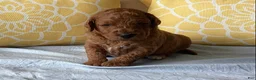 Mini Goldendoodle dogs for sale: Mini Goldendoodle “Bear” - Ad 3