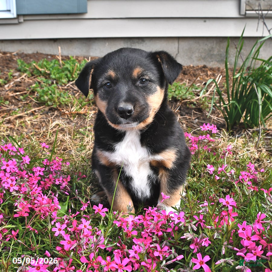 Mixed Breed dogs Hazel - Ad 1