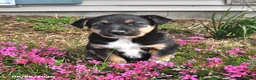 Mixed Breed dogs for sale: Hazel - Ad 1