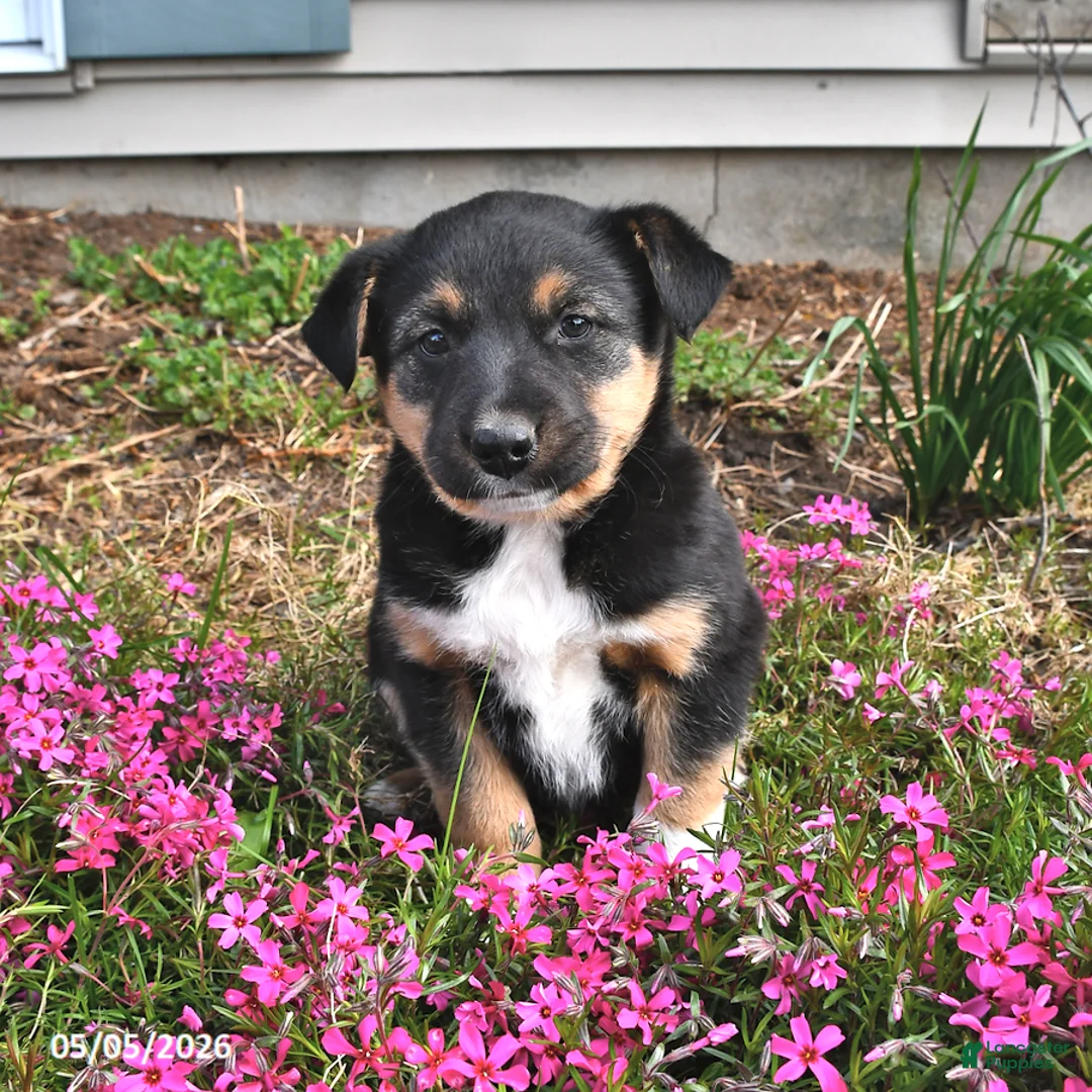 Mixed Breed dogs for sale: Hazel - Ad 1