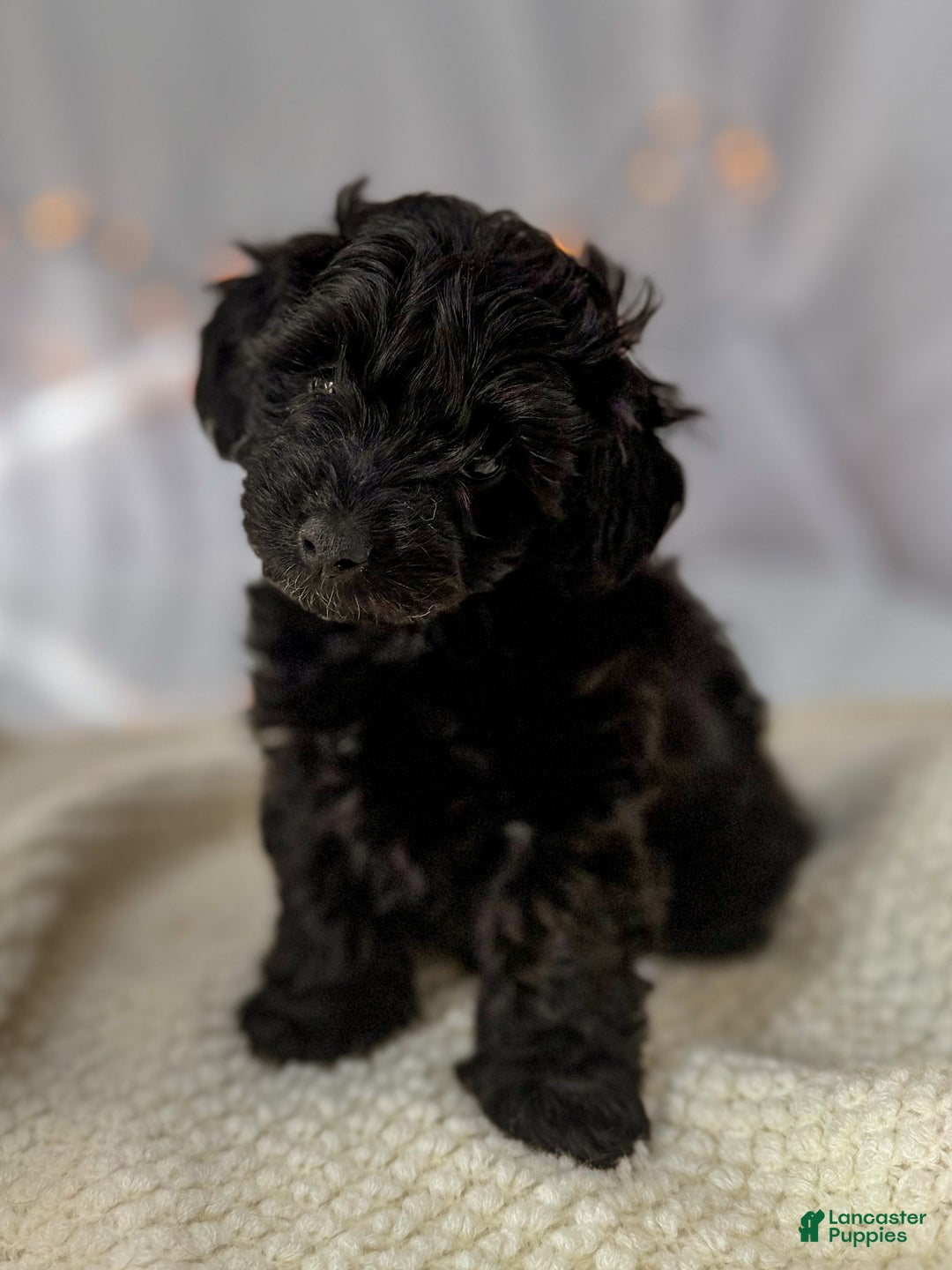 Doxiepoo dogs for sale: Ida - Ad 4