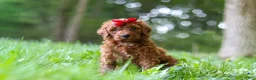 Standard Poodle dogs for sale: Bailey - Ad 3