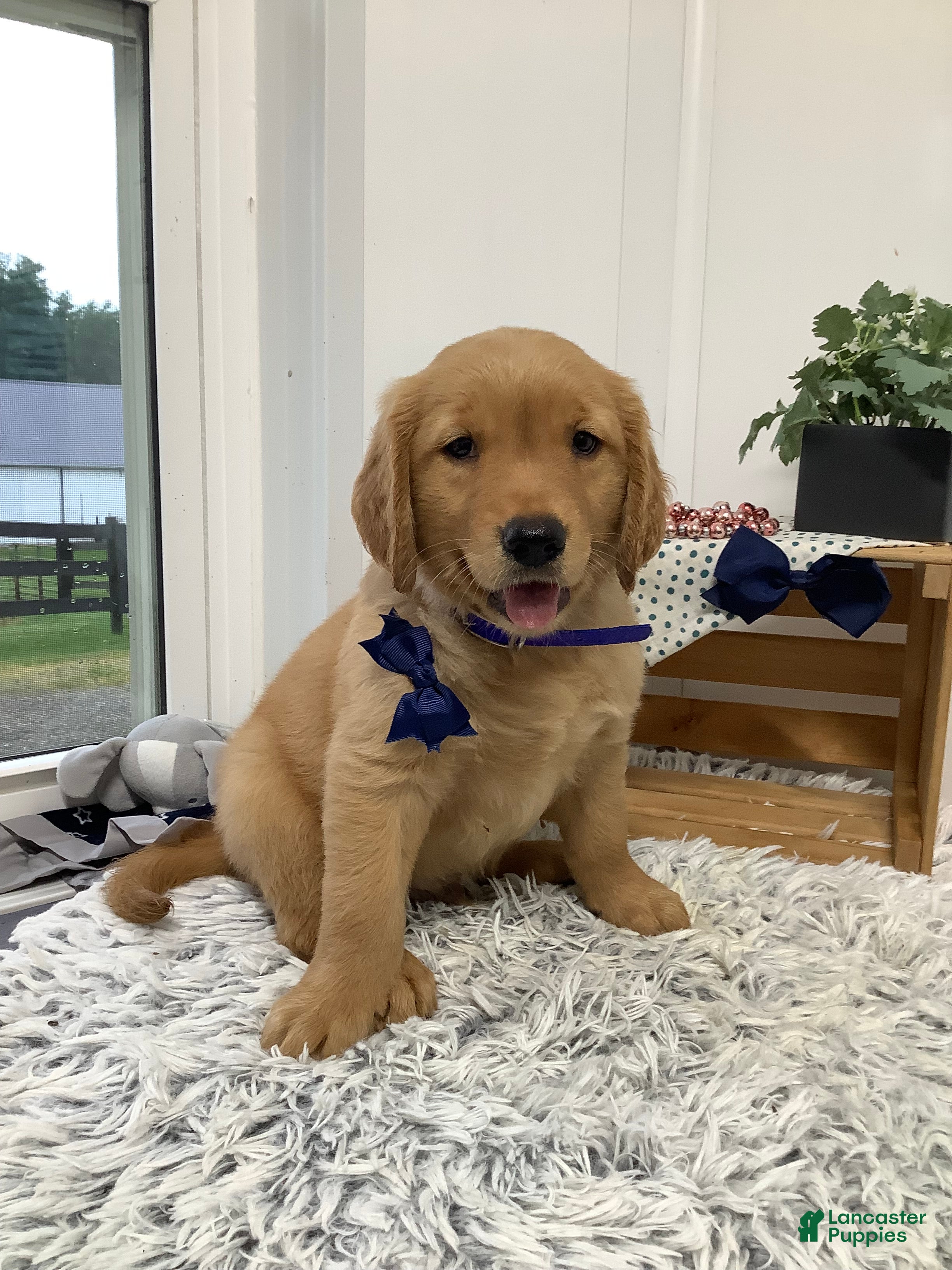 Golden Retriever dogs Golden Retriever - Fido - Ad 1