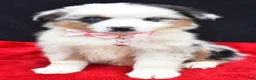 Miniature Australian Shepherd dogs for sale: Ocean - Ad 3
