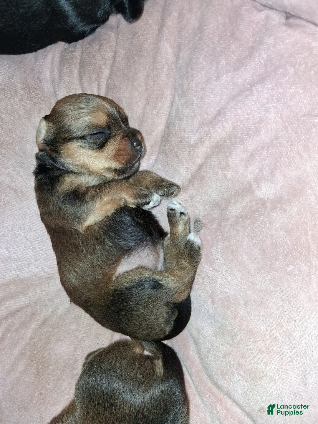 Yorkshire Terrier dogs for sale: Yorkshire Terrier Puppy 5 - Ad 1