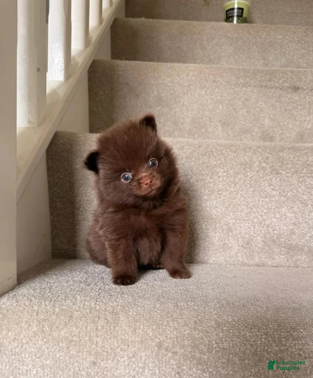 Pomeranian dogs for sale: Rex - Ad 18