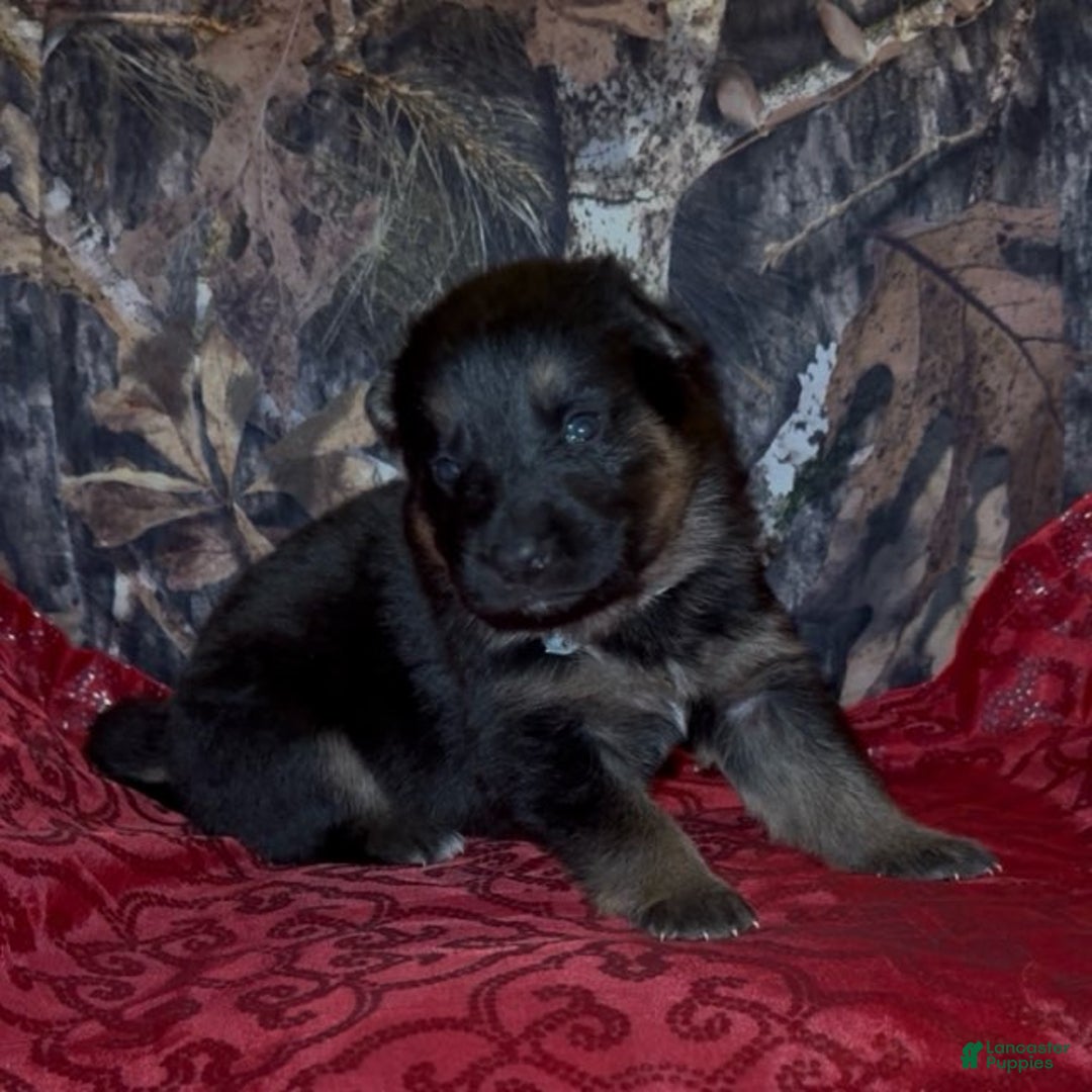 German Shepherd dogs for sale: Sussie B - Ad 16