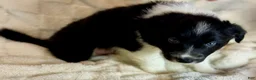 Border Collie dogs for sale: Avery - Ad 3