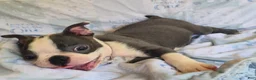 Boston Terrier dogs for sale: Charlie - Ad 5