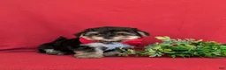 Morkie dogs for sale: Rainger 6 lbs Full Grown - Ad 3