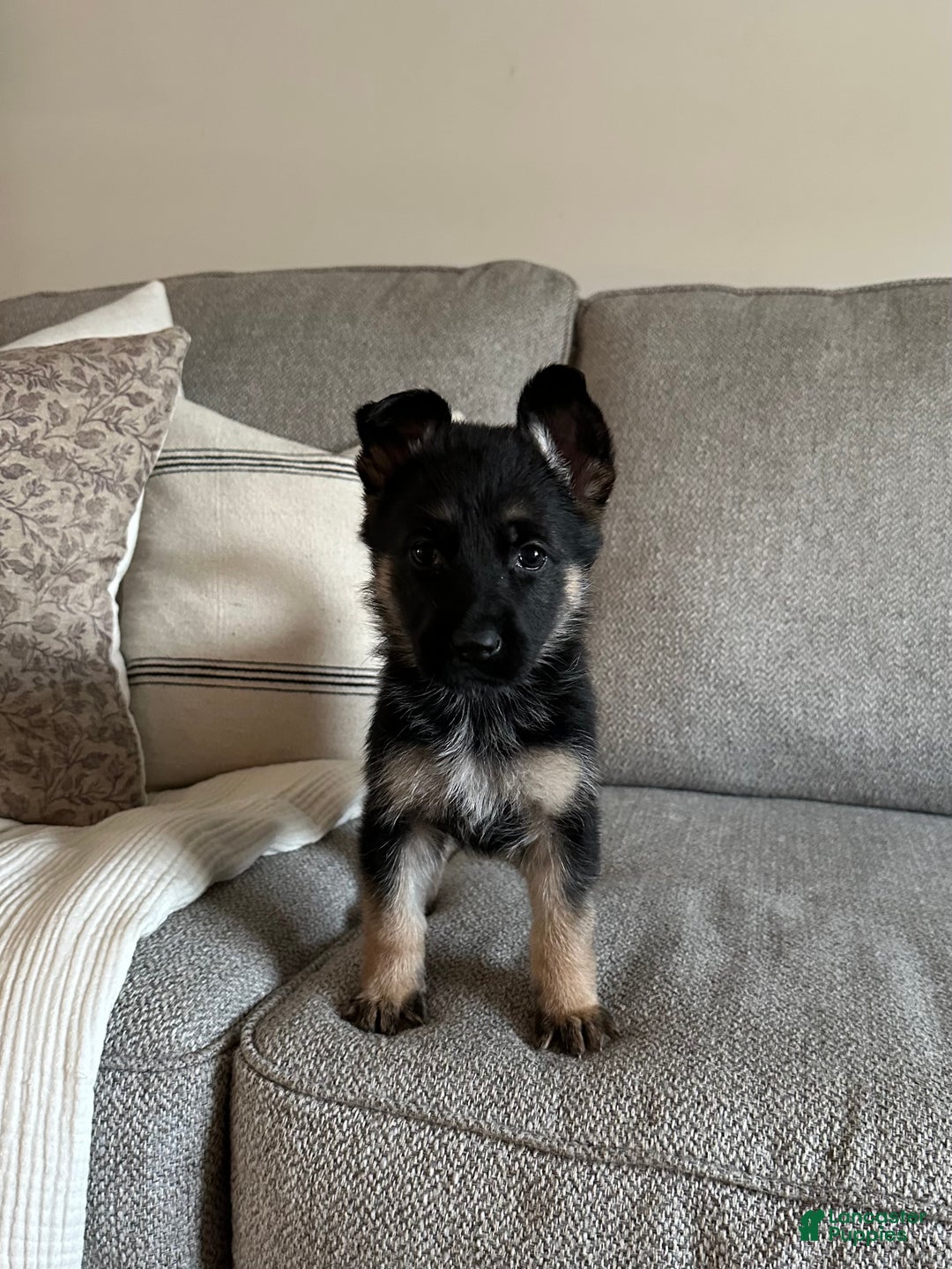 German Shepherd dogs for sale: Zephyr - Ad 2