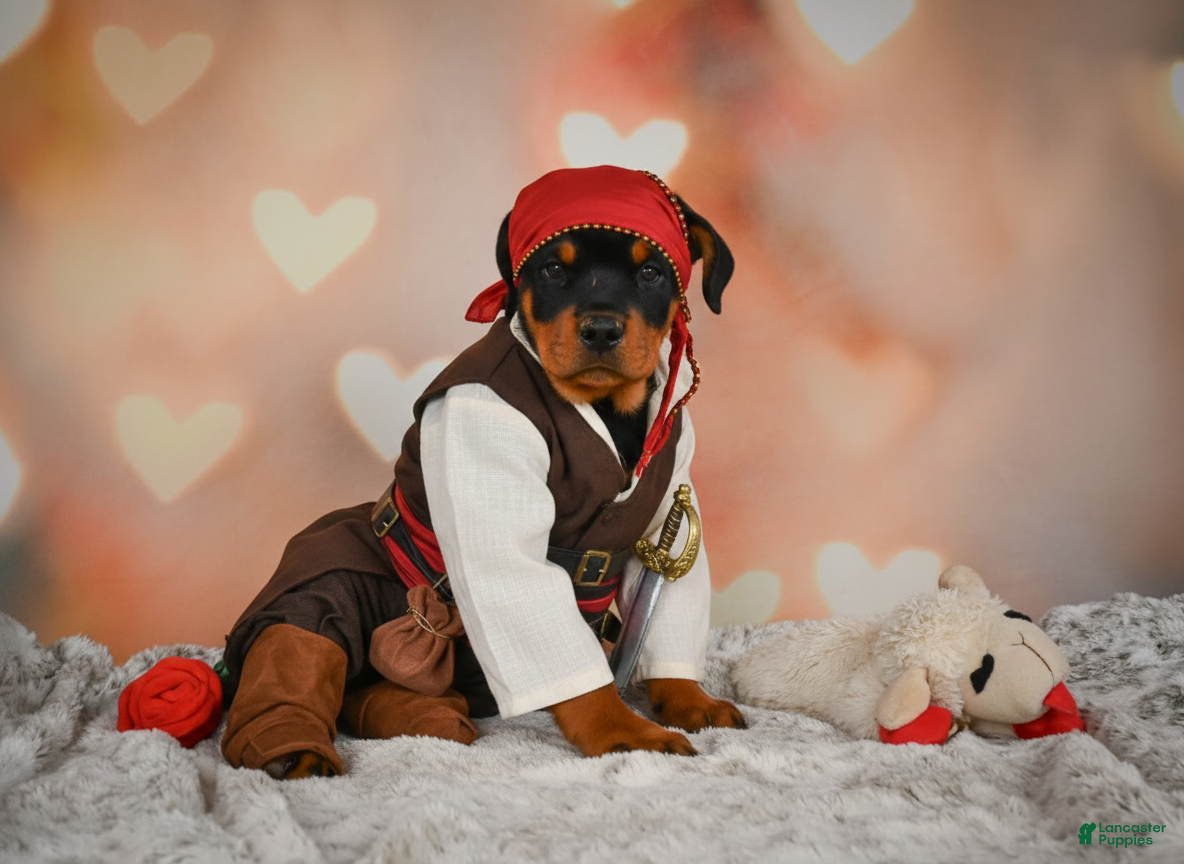 Rottweiler dogs Ace - Ad 1