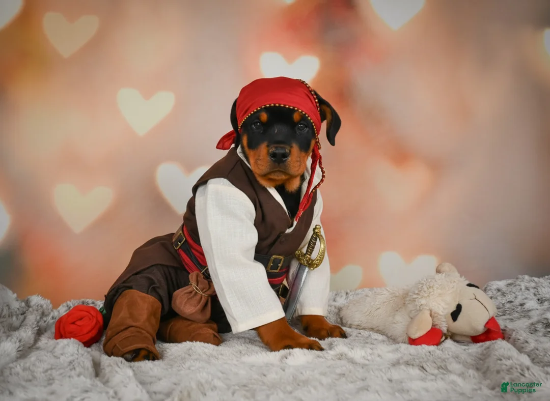 Rottweiler dogs for sale: Ace - Ad 1