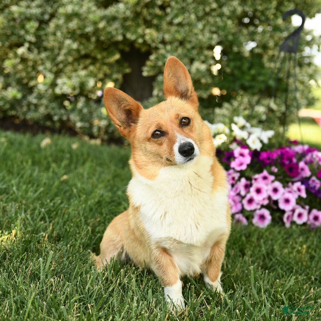 Mixed Breed dogs for sale: Fern - Ad 4