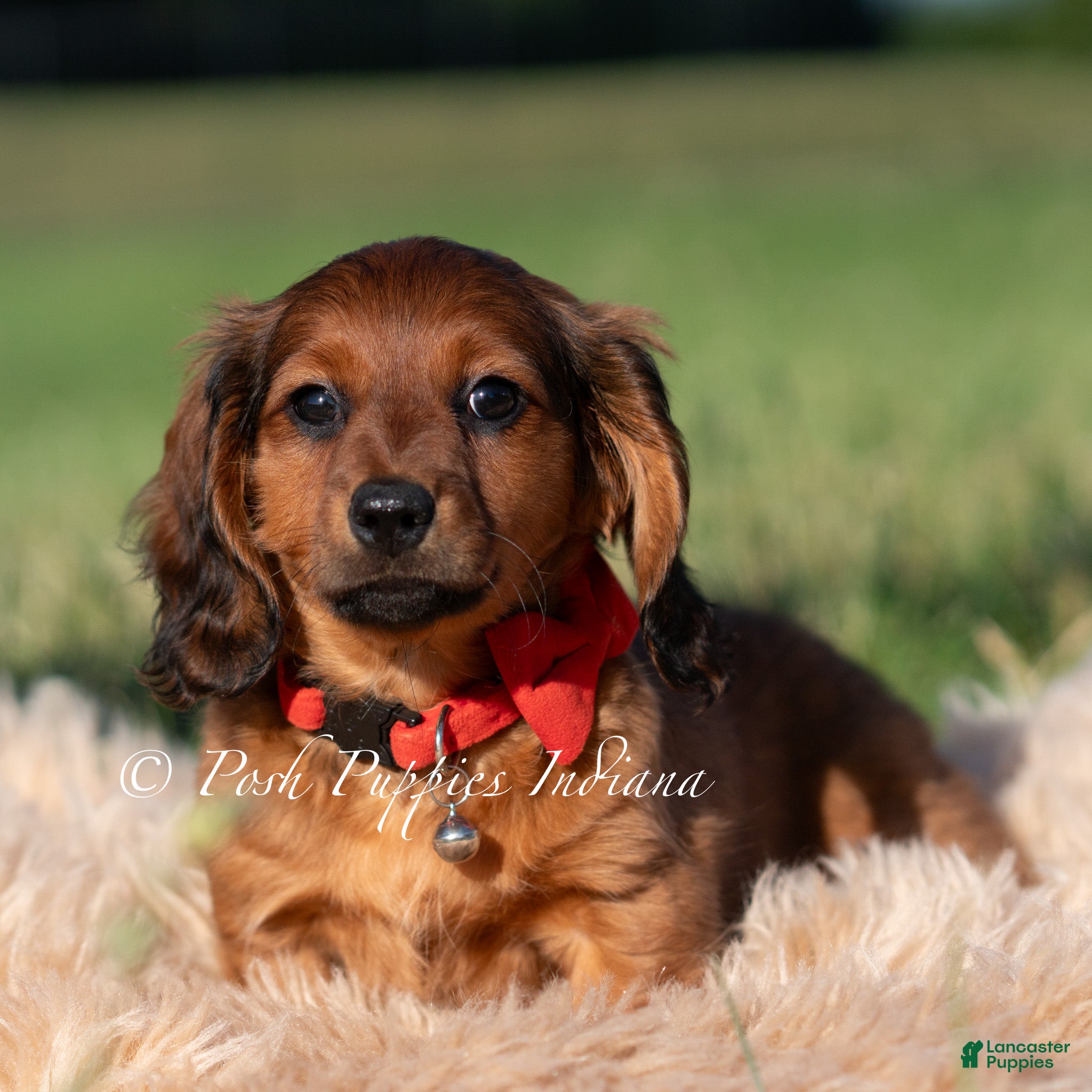 Miniature Dachshund dogs Shortstack AKC - Ad 12