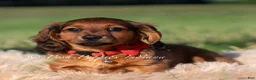 Miniature Dachshund dogs for sale: Shortstack AKC - Ad 1