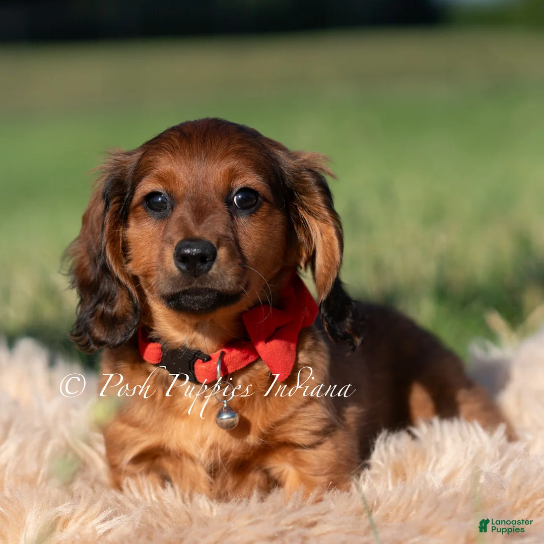 Miniature Dachshund dogs for sale: Shortstack AKC - Ad 1