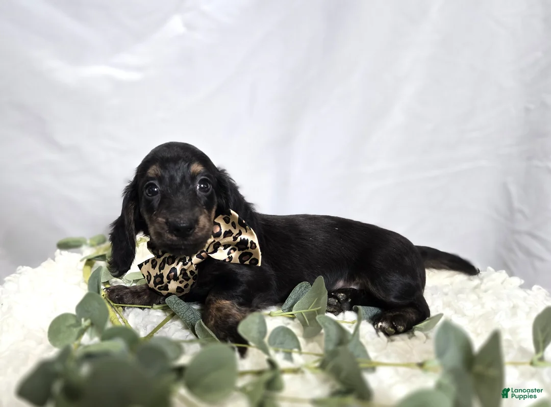 Miniature Dachshund dogs for sale: Trigger - Ad 5