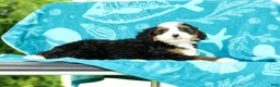 Mini Bernedoodle dogs for sale: Frisco - Ad 6