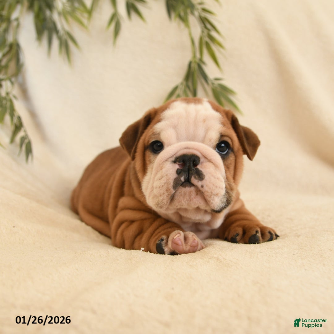 English Bulldog dogs for sale: Bruno - Ad 4