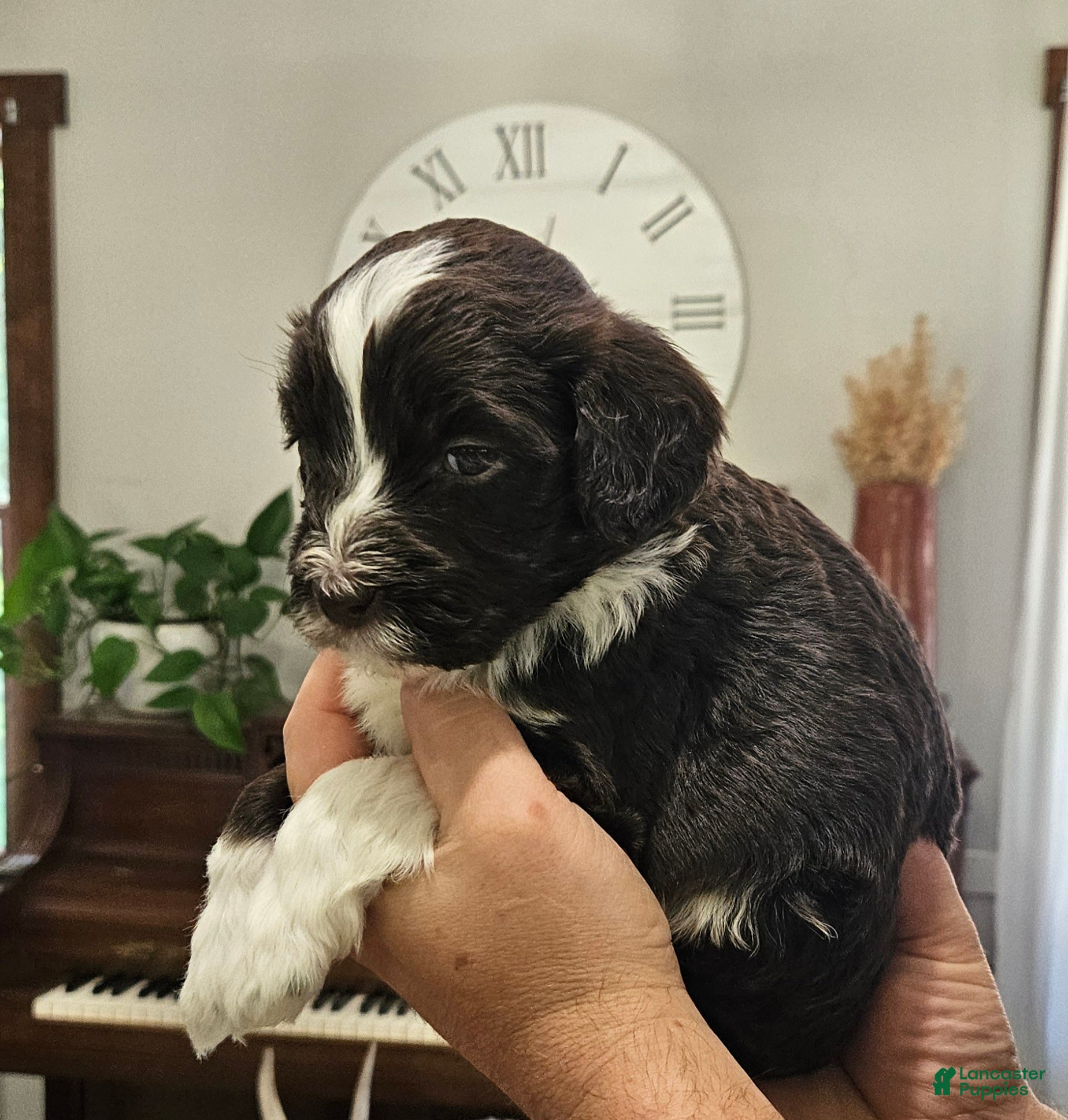 Portuguese Water Dog dogs for sale: Bartholomew (Bart) - Ad 2